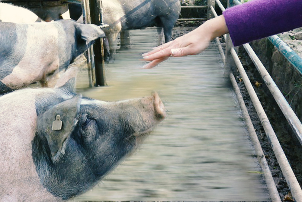 Hand berührt Schwein fast