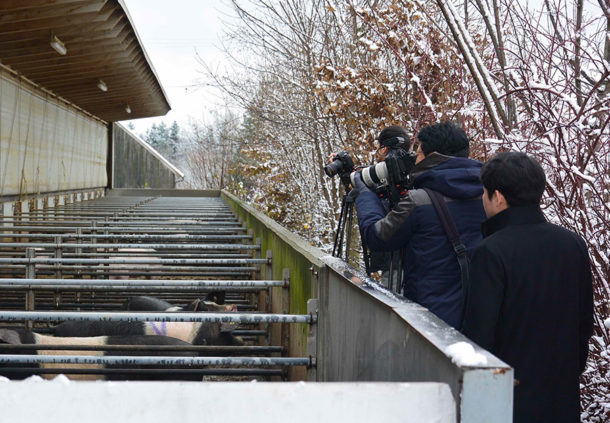 koreanisches Filmteam filmt Schweine Auslauf im Winter
