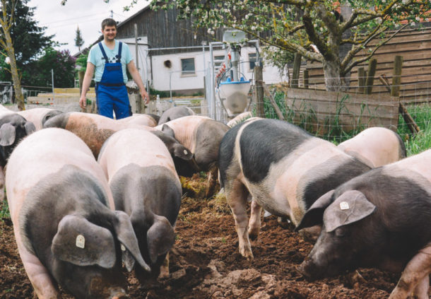 Herr Brenner treibt Schweine auf die Weide