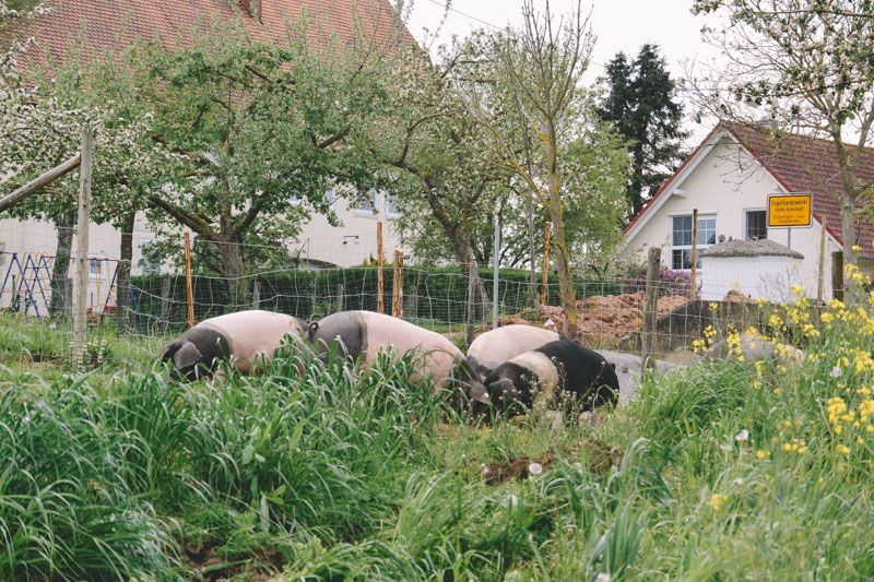 Schwäbisch Hällische Schweine auf der Weide