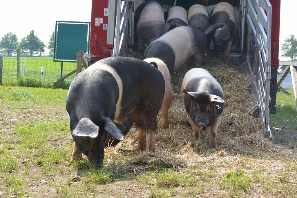 Die Schweine laufen vom Transporter auf die Weide
