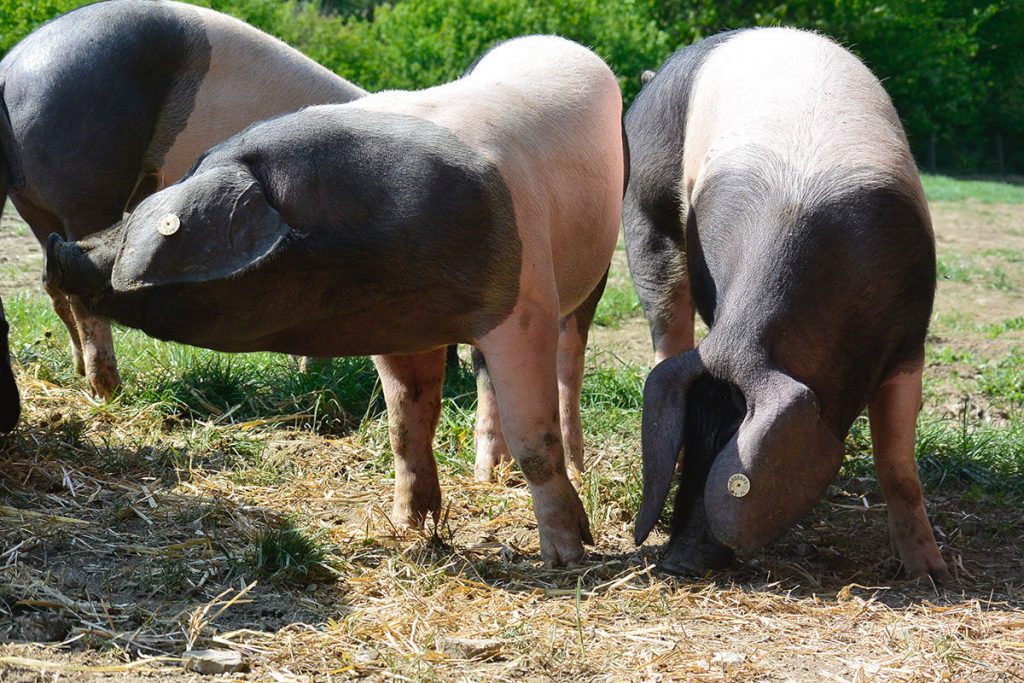 Drei Hällische Schweine erkunden und beschnuppern die Weide