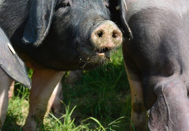 Portrait vom Schwäbisch Hällischen kauenden Schwein auf der Wiese