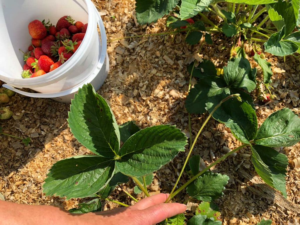 Jeden Tag gibt’s frische Erdbeeren aus dem Garten