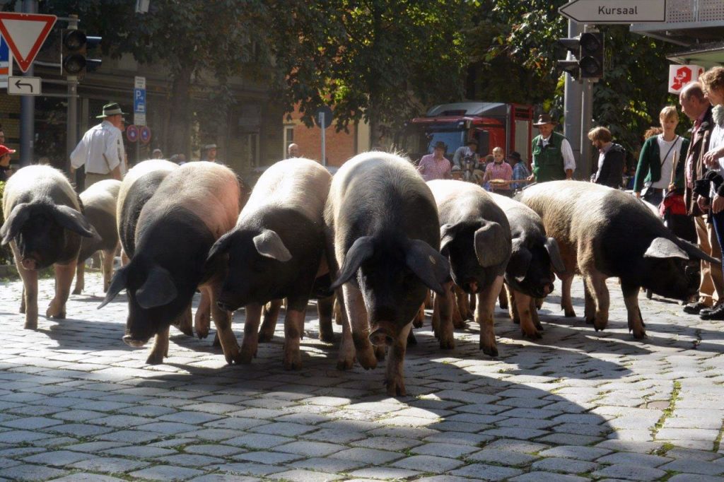 Die Schweine legen die rund vier Kilometer lange Strecke ohne Probleme zurück und treffen putzmunter am Cannstatter Wasen an.