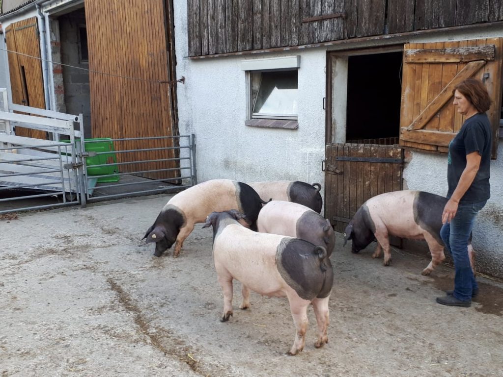 Bäuerin Birgit Eberhardt aus Hellmannshofen nimmt Abschied von den Schwäbisch-Hällischen Schweinen, die nach Japan exportiert werden.
