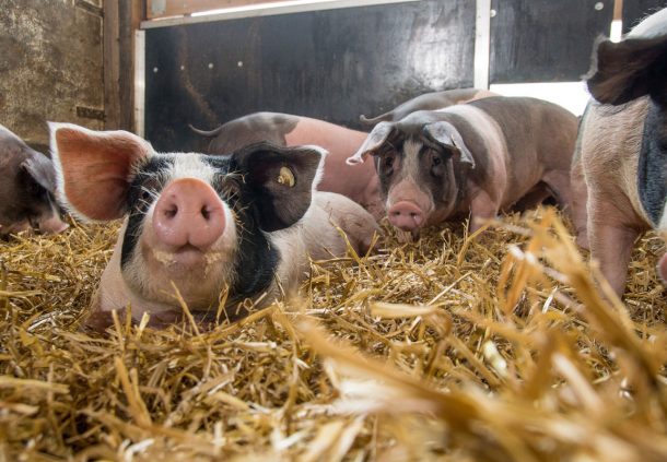 Schwäbisch-Hällisches Schwein im Stall: Stroheinstreu ist Pflicht