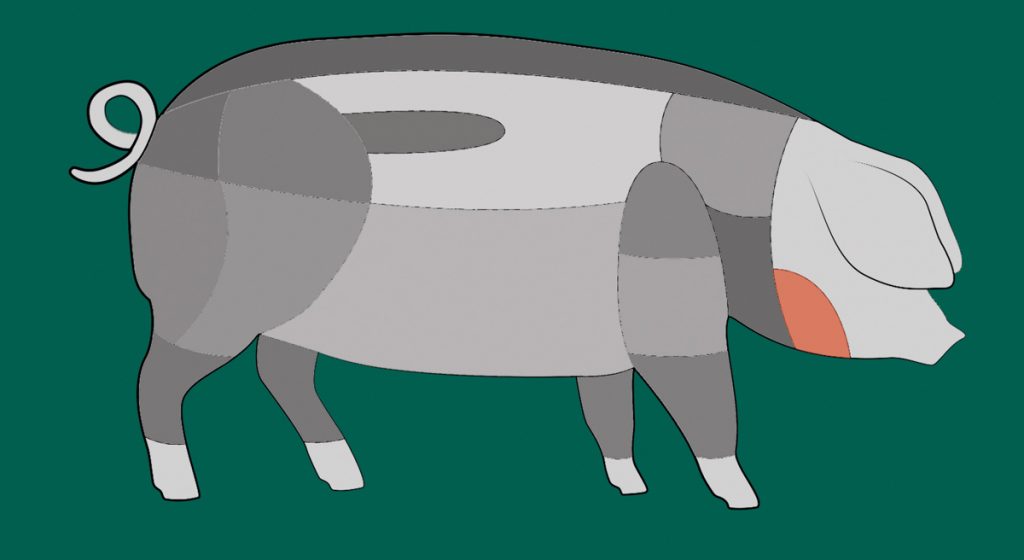 Schema eines Schwäbisch-Hällischen Schweins.