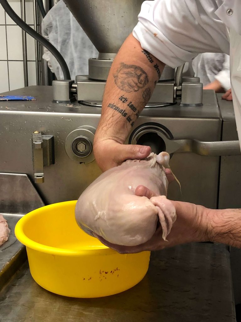 Der Leberpresssack wird in vorbereitete Schweinmägen gefüllt und anschließend gekocht.