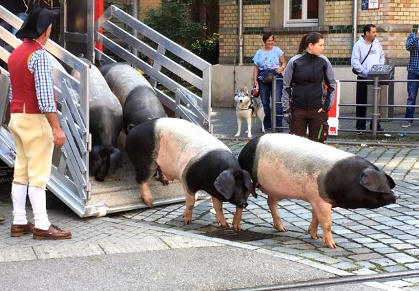 Mit dem Transporter werden die Schwäbisch-Hällischen Schweine auch zum Umzug auf den Cannstatter Wasen gebracht.