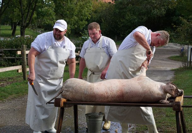 Das Schwäbisch-Hällische Weideschwein ist geschlachtet – die Metzger beginnen mit ihrer Arbeit an dem Tierkörper
