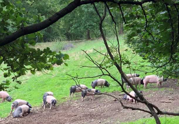Auf der 3,6 Hektar großen Weide hoch über dem Bühlertal leben 30 Schwäbisch-Hällische Demeter-Schweine.