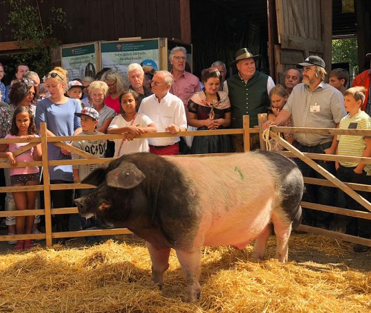 Ein Höhepunkt beim Hoffest: Zuchtschau mit Schwäbisch-Hällischen Schweinen.