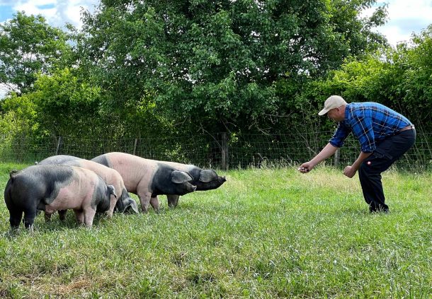 Neugierig nähern die Schwäbisch-Hällische Eichelmastschweine Fritz Wolf vom Landwirtschaftlichen Beratungsdienst.