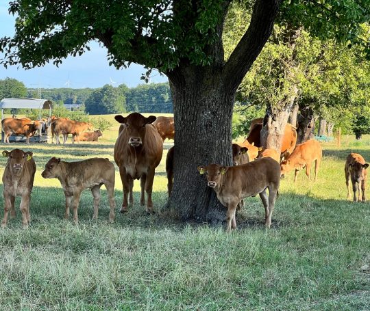 Die Limousin-Herde von Bio-Landwirt Bernd Ehrmann auf der Weide.