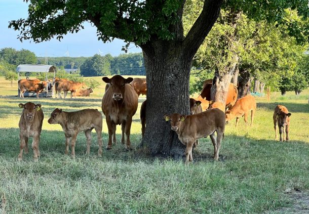 Die Limousin-Herde von Bio-Landwirt Bernd Ehrmann auf der Weide.