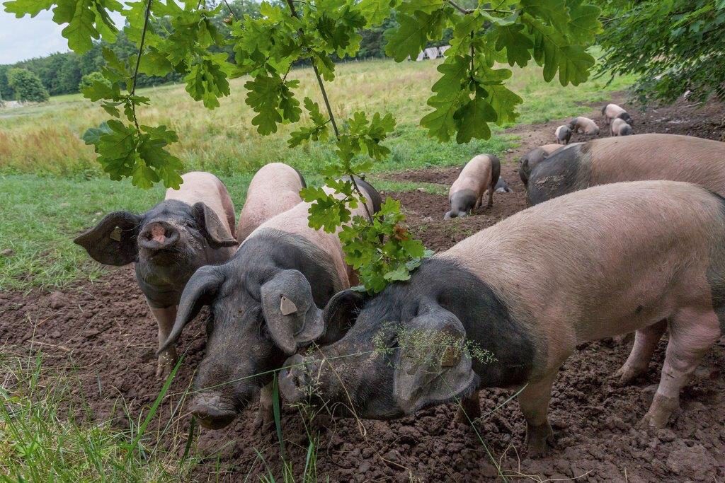 Schwäbisch-Hällischen Eichelmastschweine auf der Weide.