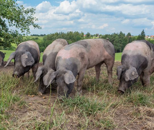 Idylle auf der Weide mit Schwäbisch-Hällischen Schweinen.