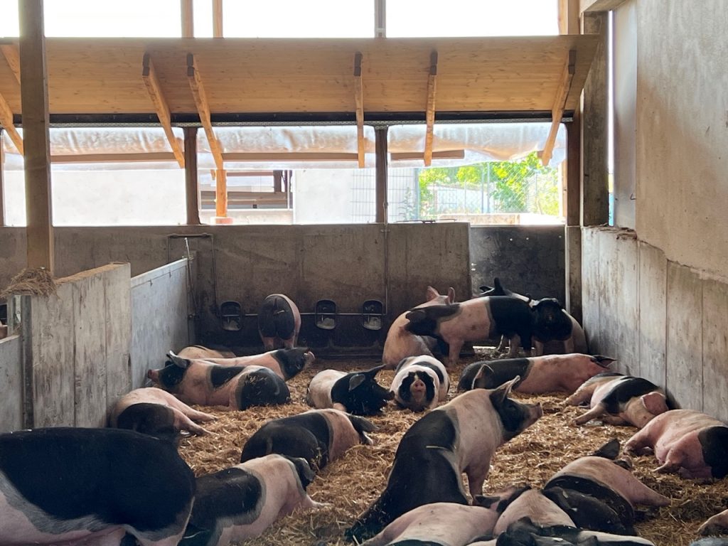 Schwäbsich-Hällische Mastschweine im großzügigen Pigport