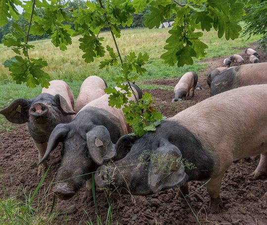 Schwäbisch-Hällische Eichelmastschweine auf der Weide.