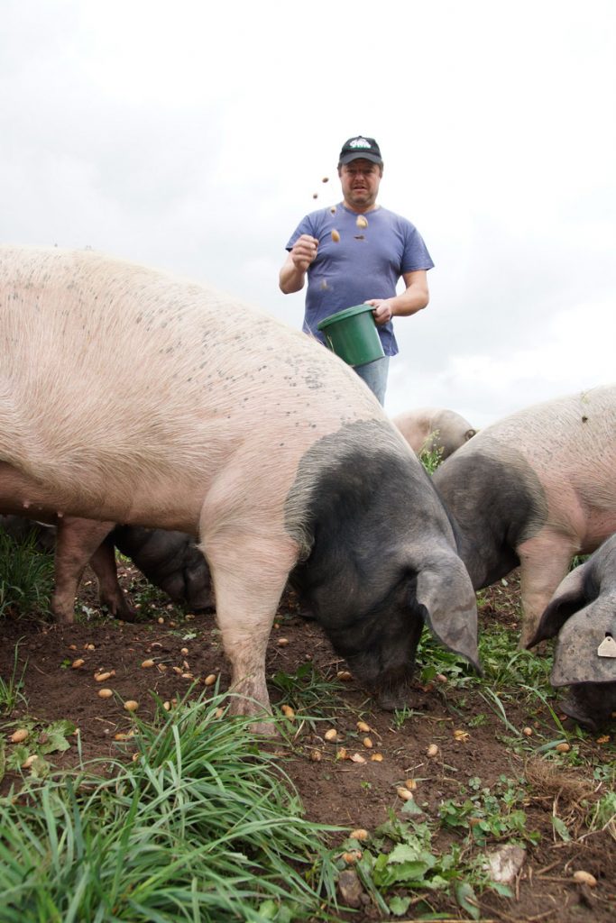 Landwirt Klaus Memmler füttert seine Schwäbisch-Hällischen Weideschweine mit Eicheln.